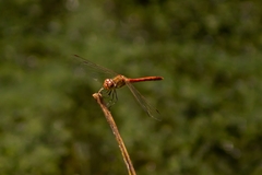 Sympetrum
