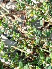 Polygonum arenastrum