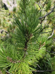 Pinus mugo