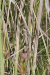 Chorthippus dorsatus