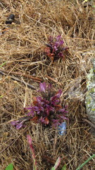 Aphyllon californicum