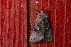 Syngrapha interrogationis