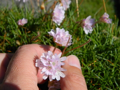 Armeria maritima maritima