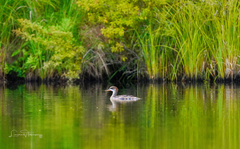 Lophodytes cucullatus