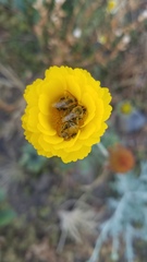 Melissodes agilis
