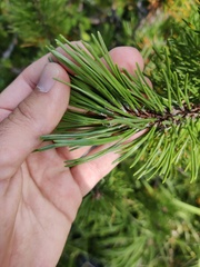 Pinus mugo