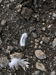Lophocampa caryae