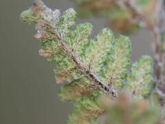 Myriopteris gracilis