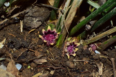 Aspidistra elatior