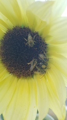 Melissodes agilis