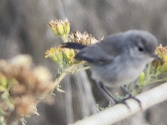 Polioptila californica