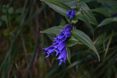 Gentiana asclepiadea