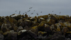 Arenaria melanocephala