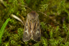 Cerapteryx graminis
