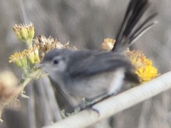 Polioptila californica