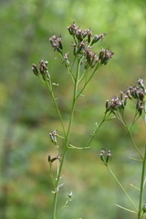 Saussurea parviflora