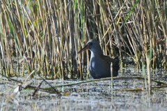 Rallus aquaticus