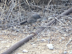 Polioptila californica