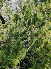 Pinus mugo