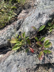 Aronia melanocarpa