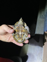 Sternotherus carinatus