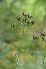 Saussurea parviflora