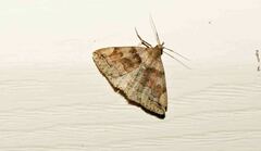 Zanclognatha laevigata