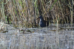 Rallus aquaticus