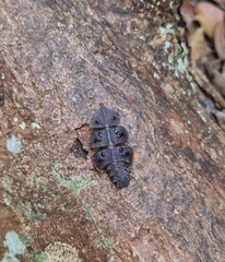 Platerodrilus ruficollis