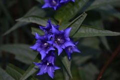 Gentiana asclepiadea