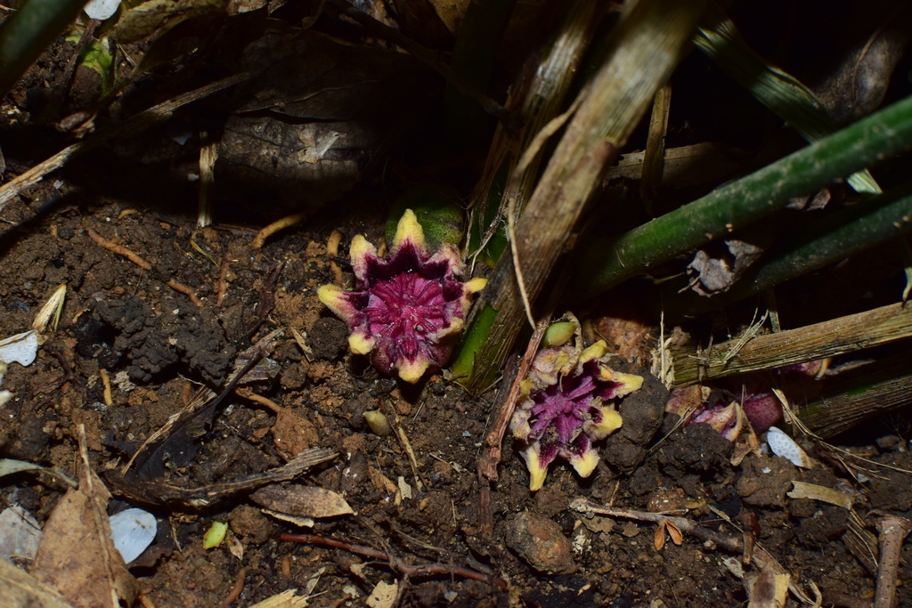 Aspidistra elatior (Aspidistra elatior)