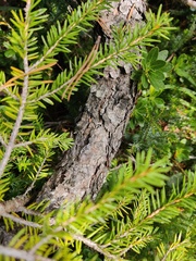 Pinus mugo
