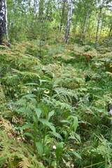 Saussurea parviflora