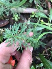 Myriophyllum aquaticum