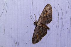 Eupithecia icterata