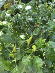 Capsicum frutescens