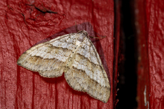 Perizoma parallelolineatum