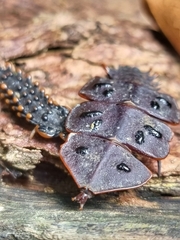 Platerodrilus ruficollis