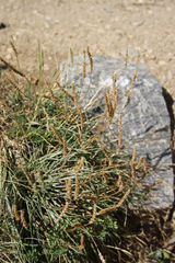 Plantago maritima serpentina