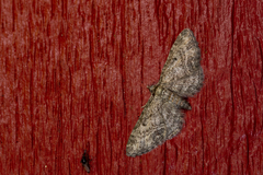 Eupithecia inturbata