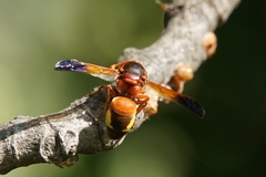 Rhynchium oculatum