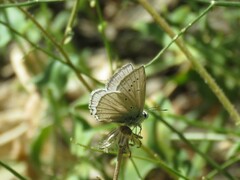 Polyommatus daphnis