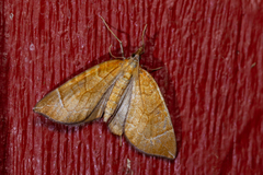 Eulithis testata
