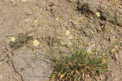 Cephalaria coriacea