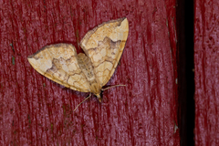 Eulithis populata