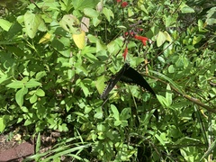 Papilioninae