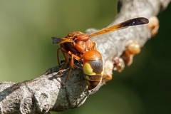 Rhynchium oculatum