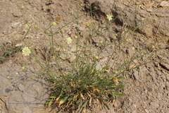 Cephalaria coriacea