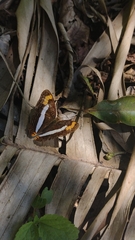 Adelpha pithys