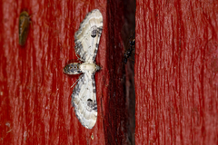 Eupithecia centaureata